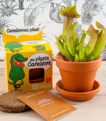 Kit DIY À Planter Plantes Carnivores