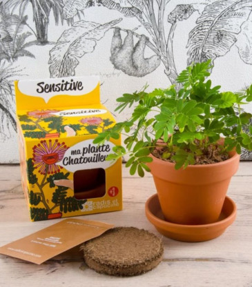 KIT Plante Chatouilleuse