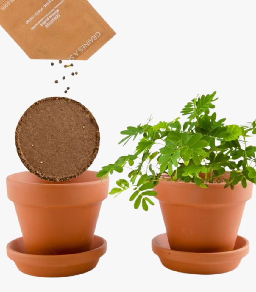 KIT Plante Chatouilleuse