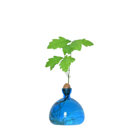 ILS 00117-BLUE JAY