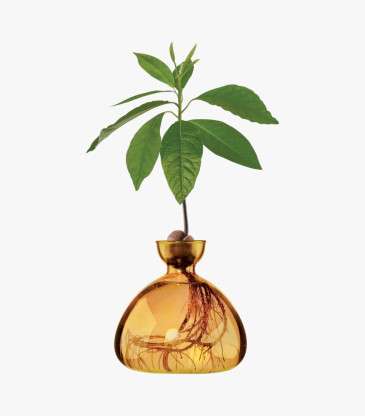 Vase Avocat jaune mellow...